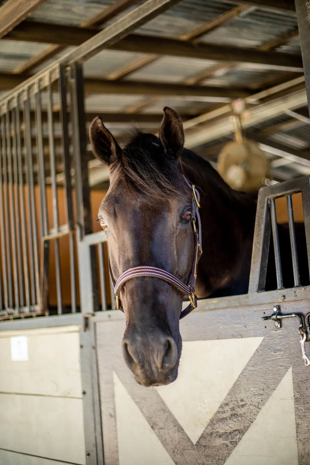 British Halter - 5100