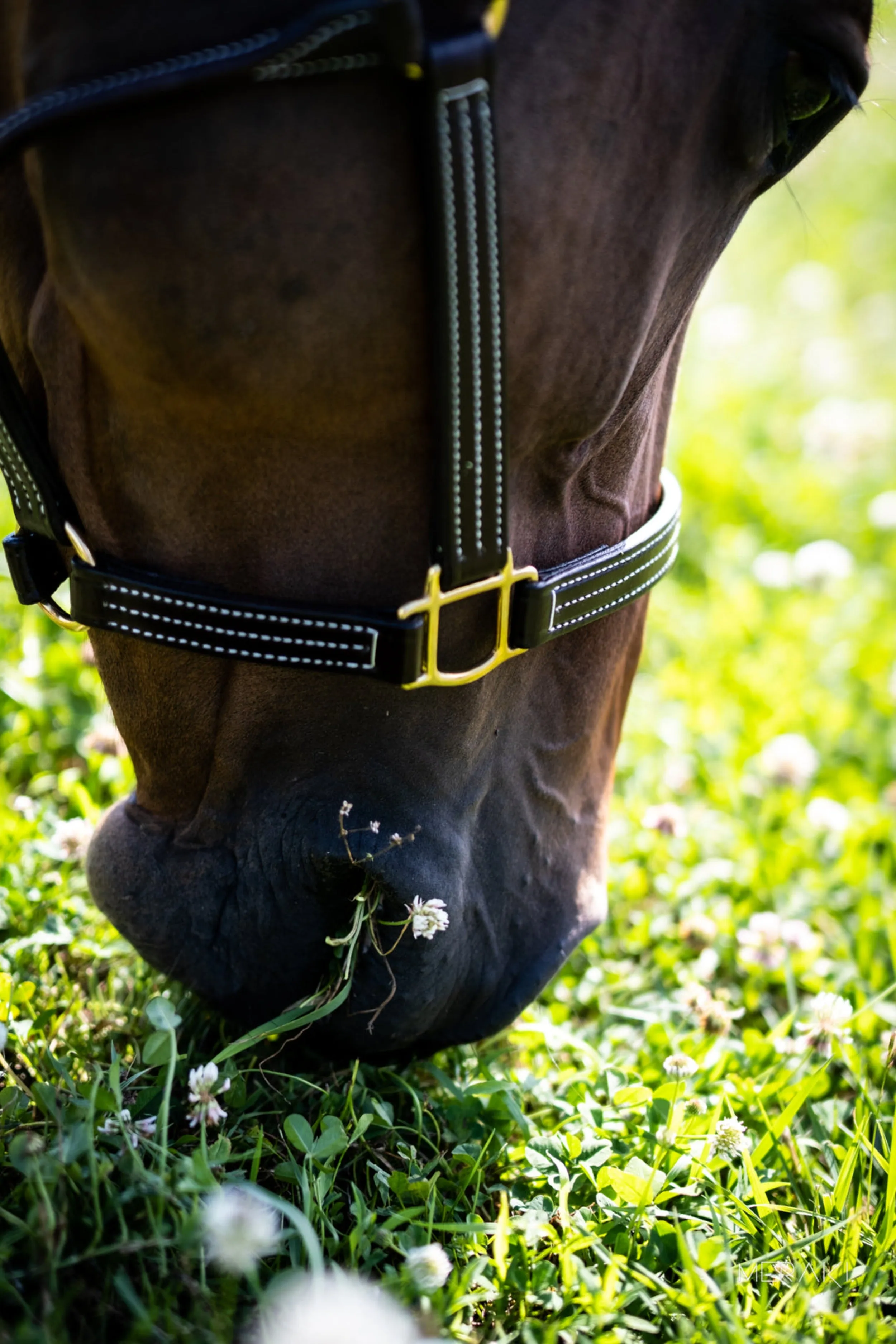 British Halter - 5100